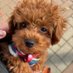 みいすけ🐶🐾🌸🚺双極性障害・二型糖尿病・-10kg減量挑戦中 (@miisuke20) Twitter profile photo みいすけ🐶🐾🌸🚺双極性障害・二型糖尿病・-10kg減量挑戦中 (@miisuke20) Twitter profile photo