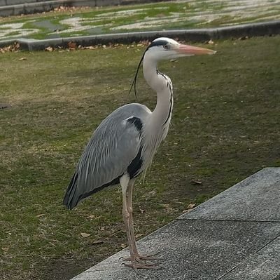 トワイエさんのプロフィール画像
