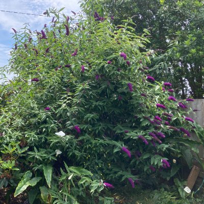 Etherlink4you's profile picture. 