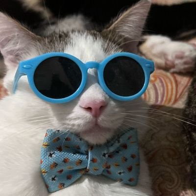 Psicóloga,curiosa, michi sin correa se viene a mi casa🐱
She/Ella 🏳️🌈
🩷💛🩵