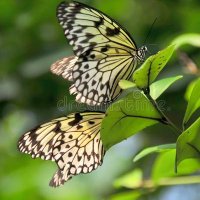 Mohammad Shadab (@mohamma89096899) 's Twitter Profile