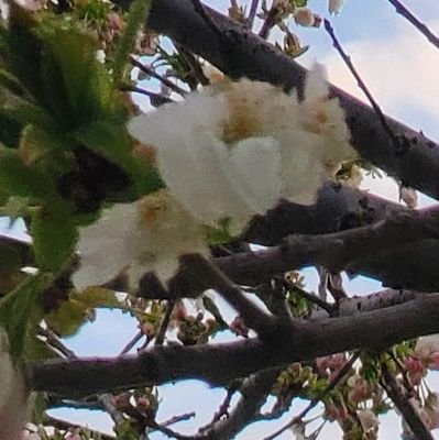 hatsugenn's profile picture. 