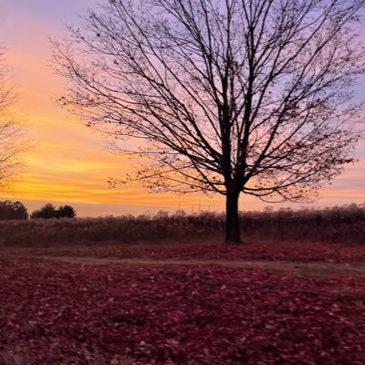 AceMerion's profile picture. 