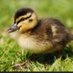 duck king (@landon142480) Twitter profile photo duck king (@landon142480) Twitter profile photo