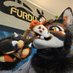 Renn๐ฆ (@rennthefox) Twitter profile photo Renn๐ฆ (@rennthefox) Twitter profile photo