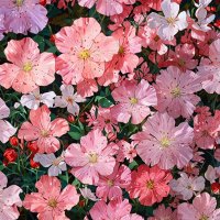 Breeze (@breezediamondd) Twitter profile photo