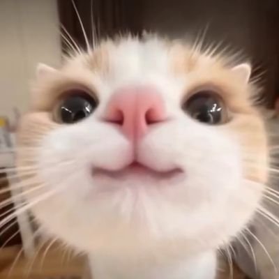 jetblacksyeli's profile picture. professional infj