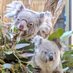 王子動物園市民サミット (@ojizoosummit) Twitter profile photo 王子動物園市民サミット (@ojizoosummit) Twitter profile photo