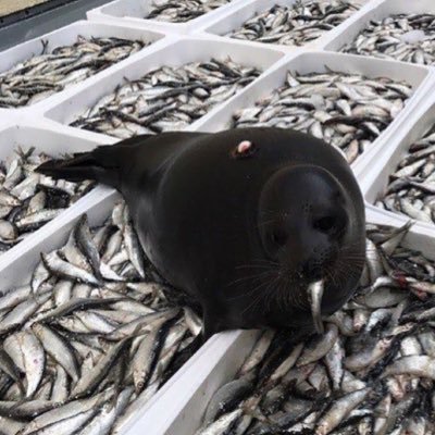 bellayscratch's profile picture. I love seals, 21