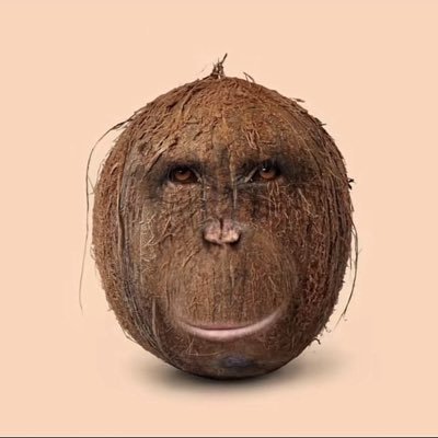 cocorillla's profile picture. ort