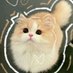 Meow Cutie (@urstrulykitten) Twitter profile photo Meow Cutie (@urstrulykitten) Twitter profile photo
