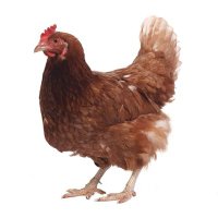 Rooster (@rooster1932) 's Twitter Profile