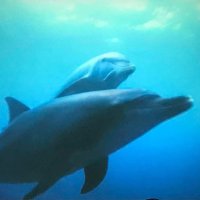 aqua marina (@t1nbwohefioxsbp) 's Twitter Profile