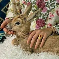 أم ضاوي (@om_najd2) 's Twitter Profile