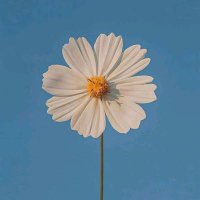 كوثر (@tefekkr17) Twitter profile photo