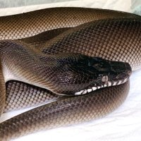 K 𓆙 (@k_snake_python) 's Twitter Profile