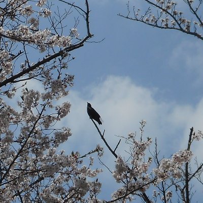 yamavhan's profile picture. 改憲反対　戦争反対　日中共同声明・日中平和友好条約を遵守　近隣諸国との友好