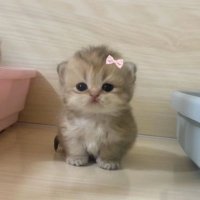 eltteacher (@lavinian0) Twitter profile photo