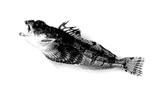 nofknbugs's profile picture. Hatchless crew calls Ohio and Michigan our playground. We share a genuine love for the sport of fly fishing and have a love for chucking streamers at big trout.