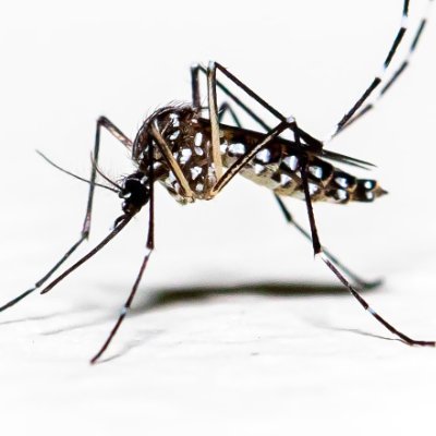 Mosquito Fart⚜️👀🌦⚡🔊🌛さんのプロフィール画像