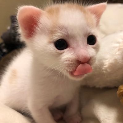 kinakomochi0320's profile picture. 2020.03臍の緒がついた白茶仔猫を保護。そのあとお迎えした保護猫の胡麻ちゃんキジシロオッドアイがいます🐈個別株投資の勉強中です。株友作りたい！ 猫好き大歓迎♡