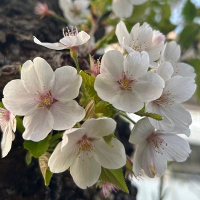 🍓さんのプロフィール画像