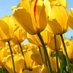 lotus holidays (@1khurshidshera) Twitter profile photo lotus holidays (@1khurshidshera) Twitter profile photo