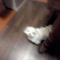 Sumida (@charlie_wuu2) 's Twitter Profile