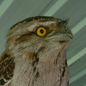 AyaanDBreal's profile picture. Pixel Artist
Big connections in the Minecraft community..