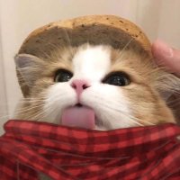 ren (@featureswifts) 's Twitter Profile