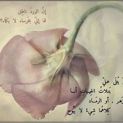 العن خيرج ام فهد شكثر تغردين
