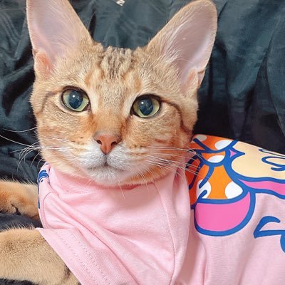 Oguko さんのプロフィール画像