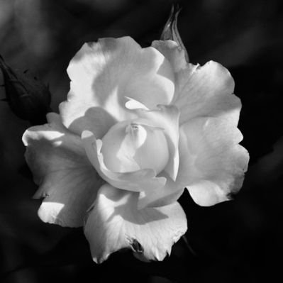 wsed12340's profile picture. 곰은 사람을 찢는다 3n 188 MD 이길수있으면 덤벼봐
스타킹성애자