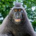 シコ猿🐒@Black penis🍌 (@yamaokakoko) Twitter profile photo シコ猿🐒@Black penis🍌 (@yamaokakoko) Twitter profile photo