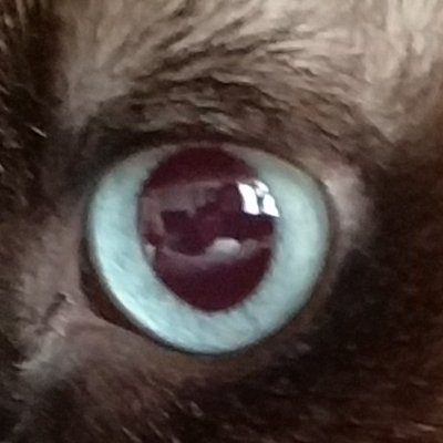 BugkingOnly's profile picture. 