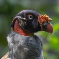 Bronx Zoo (@bronxzoo) 's Twitter Profile Photo Bronx Zoo (@bronxzoo) 's Twitter Profile Photo