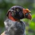Bronx Zoo (@bronxzoo) Twitter profile photo Bronx Zoo (@bronxzoo) Twitter profile photo