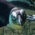 New York Aquarium (@nyaquarium) Twitter profile photo New York Aquarium (@nyaquarium) Twitter profile photo