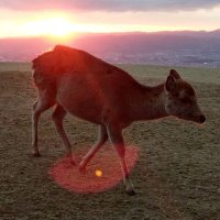 さわたりくん（柔） (@sawatarikunn) 's Twitter Profile Photo