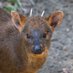 Queens Zoo (@thequeenszoo) Twitter profile photo Queens Zoo (@thequeenszoo) Twitter profile photo