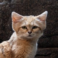 Prospect Park Zoo (@prospectparkzoo) 's Twitter Profile