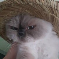 Dilek Demirci (@dilekdem157) 's Twitter Profile