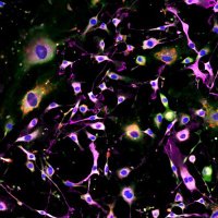 Frontiers In Myogenesis (@muscandreg) 's Twitter Profile Photo Frontiers In Myogenesis (@muscandreg) 's Twitter Profile Photo