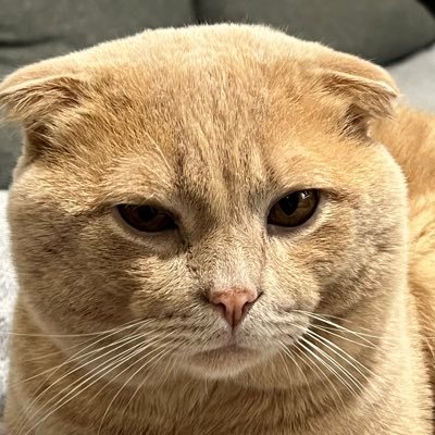 VDEscobarenko's profile picture. 