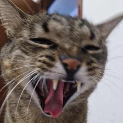 npbiank's profile picture. eu só tuíto quando o alprazolam bate