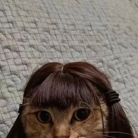 QUE (@infptk) 's Twitter Profile