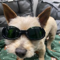 robert shrimsley (@robertshrimsley) 's Twitter Profile Photo robert shrimsley (@robertshrimsley) 's Twitter Profile Photo
