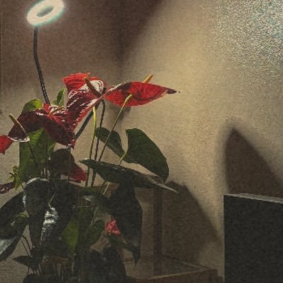 vcf68's profile picture. Just me and a lot of sideburns ..