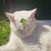 🌹👩🏻⚕️🐈👩🏻🎨😽Sari.A❁☺︎♡🍀❤️≽^•༚•*≼ ❀♡ᵐᵉᵒʷ (@ayicatsmeow) Twitter profile photo 🌹👩🏻⚕️🐈👩🏻🎨😽Sari.A❁☺︎♡🍀❤️≽^•༚•*≼ ❀♡ᵐᵉᵒʷ (@ayicatsmeow) Twitter profile photo