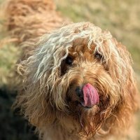 Bobby Dee (@sirbobbydee) 's Twitter Profile